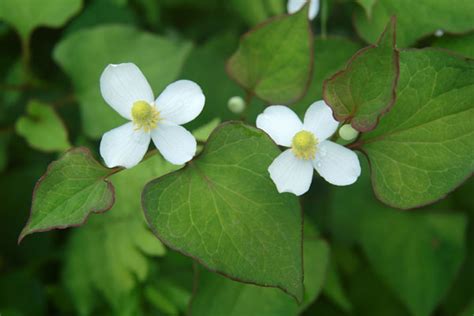 どくだみのデトックス効果とどくだみ茶の作り方 生の野草と生きる