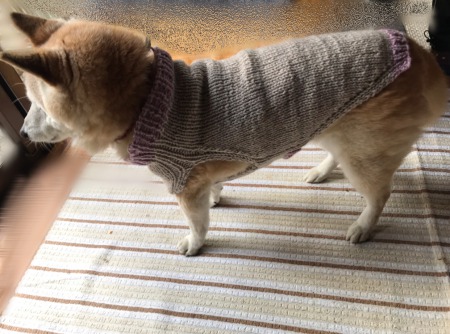 愛犬に編み物の犬服を編みました 【ワンチャン用手編みセーター編み方 